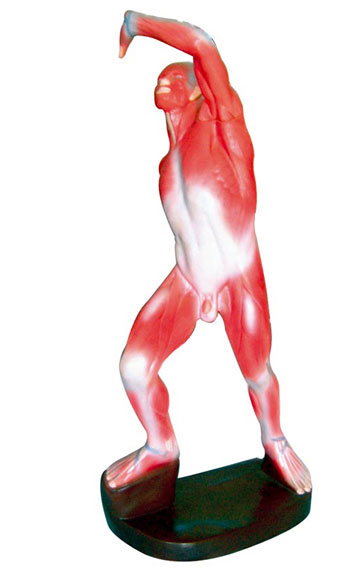 ���w�\���\(y��n)��(d��ng)�������ģ��