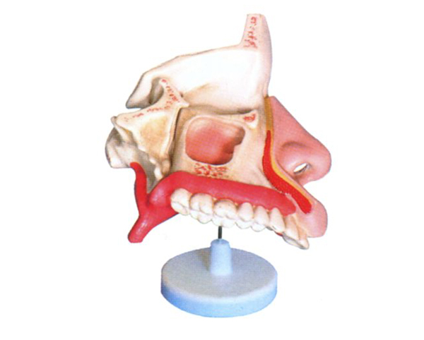 ��ǻ����ģ��