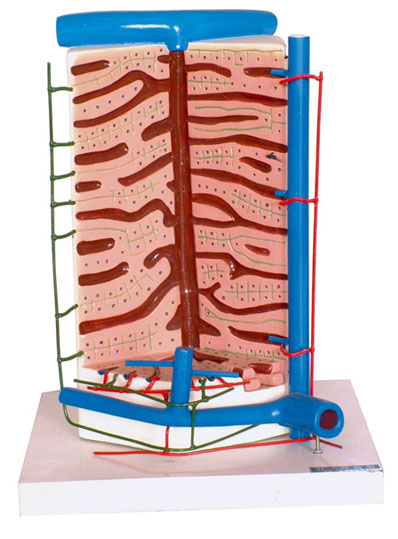 �˸�С�~ģ��