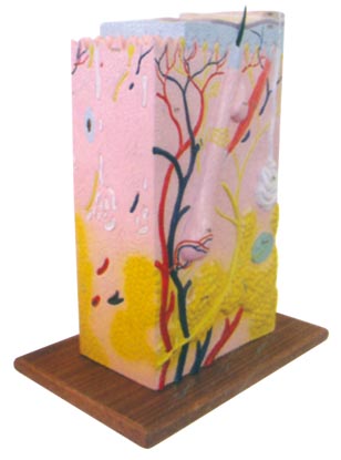 Ƥ�w���w�Y(ji��)��(g��u)ģ��