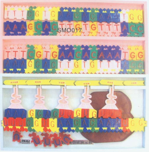 DNA�Y(ji��)��(g��u)����(f��)��ģ��