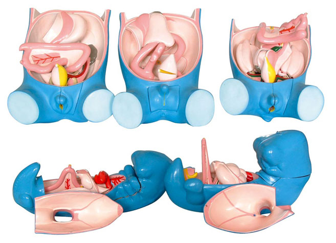 ������������������ֳ���wǻ�l(f��)����5������