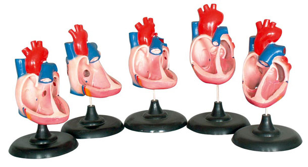 ���������K���Σ��岿����