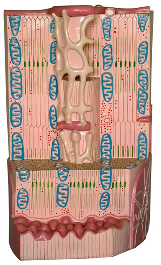 �ļ���΢�Y��ģ��