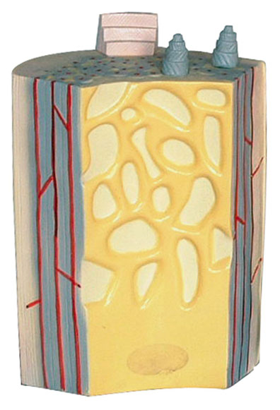 �L�ǹǸɼ��ǰ�Y��ģ��