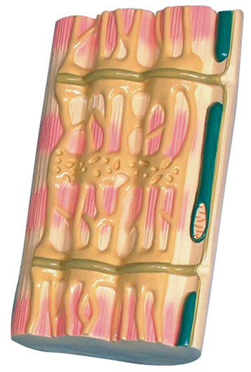 ��������΢�Y(ji��)��(g��u)