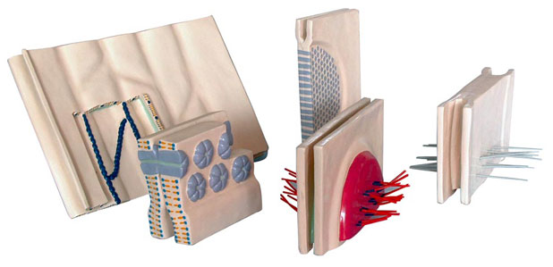 ��Ƥ��(x��)���Ă�(c��)���B�ӣ�5������