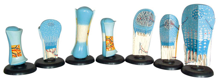 �ǰl(f��)��ģ�ͣ�7������