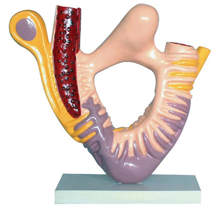 �IС�w�㼚(x��)���ĳ�΢�Y(ji��)��(g��u)