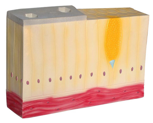 �Ό�������Ƥ�M��