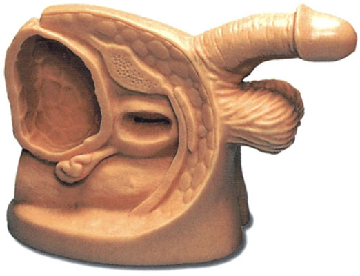 �߼����Ԍ�(d��o)������ֳ��ģ��