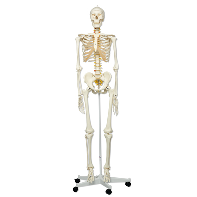 ���A�͹���Fred��݆ʽ5�_֧��