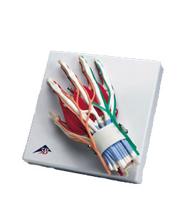 ���A���ֺ���ģ��