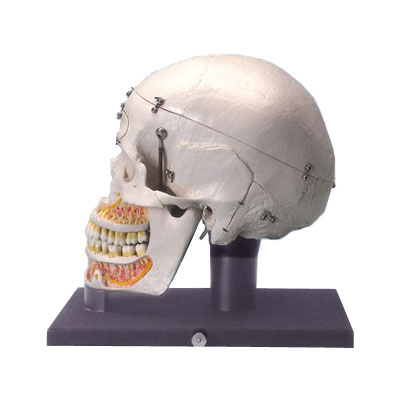 ���A�ͽ̌W(xu��)��ʾ�Bģ�ͣ�����͸����