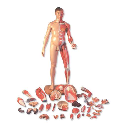 3B Scientific���˴�С���ԁ������w�����ģ�ͣ�39����