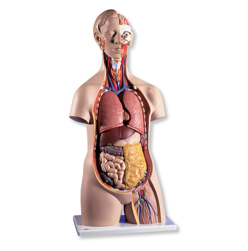 ��(j��ng)��o���|��ģ�ͣ�14����