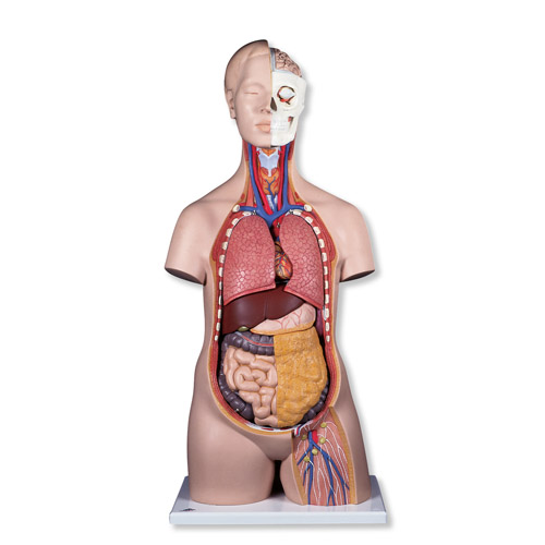 ��(bi��o)��(zh��n)�o���|��ģ�ͣ�12����