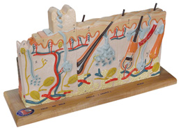 ���в�ͬ�A�Ο�����Ƥ�wģ�ͣ���(sh��)���75��