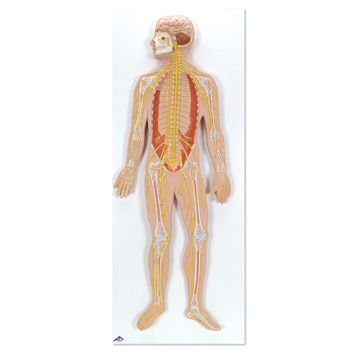 ��(j��ng)ϵ�y(t��ng)ģ�ͣ������1/2