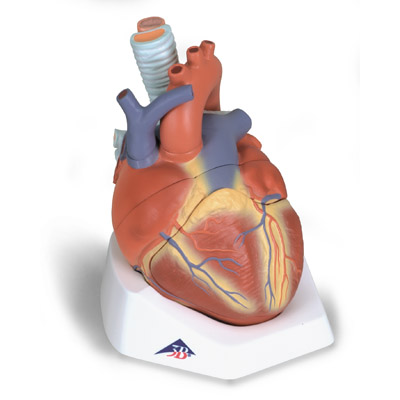 ���Kģ�ͣ�7����