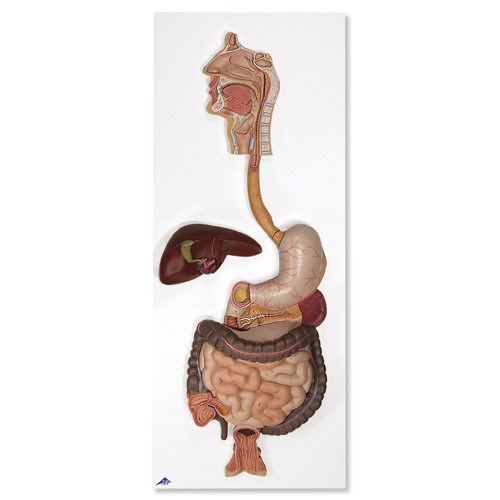 ����ϵ�yģ�ͣ�3����