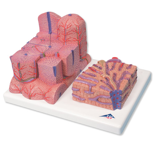 3B MICROanatomy��ģ��