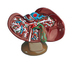 ��đģ�ͣ������1.5��