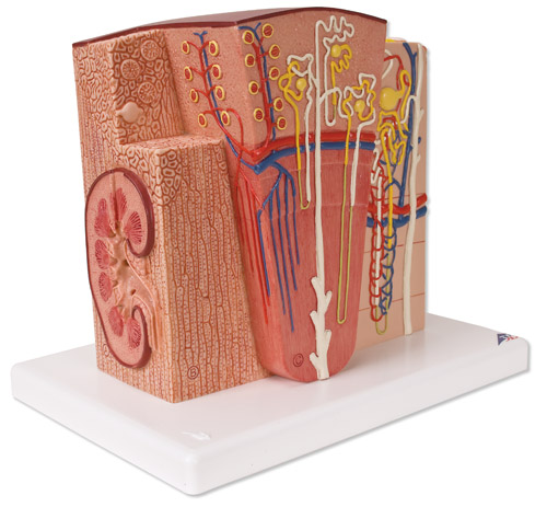 3B MICROanatomy�I�Kģ��