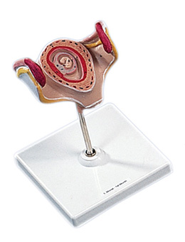 ��һ������̥