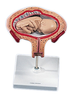 ���傀��̥������λ