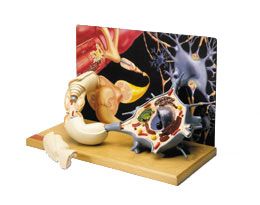 �\����Ԫ���wģ��