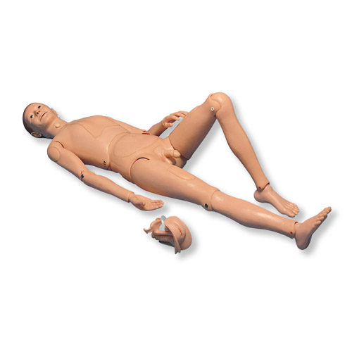 3B Scientific�����o��ģ��II 