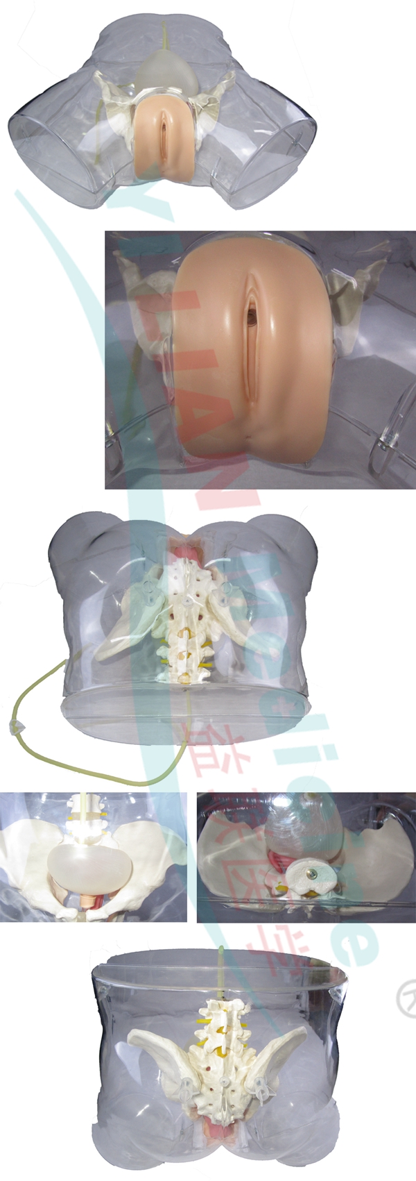 �߼�͸��Ů�Ԍ���ģ��